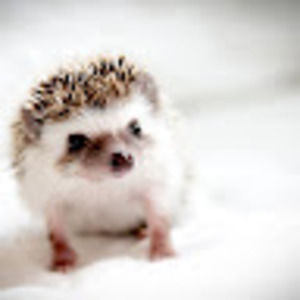 Meet your Posher, Ana marie